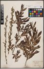 Foto von Salix aurita L. x Salix viminalis L.